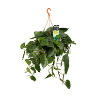 Philodendron scandens vert avec pot suspendu en plastique  - Plante suspendue