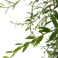 Plante rouge à lèvres Aeschynanthus 'Japhrolepis' Rouge-Orangé avec panier en crin végétal et suspension macramé  - Plante suspendue