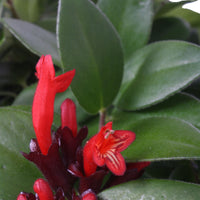 Plante rouge à lèvres Aeschynanthus 'Mona Lisa' Rouge-Orangé  - Plante suspendue