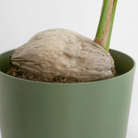 Cocotier Cocos nucifera avec panier en osier naturel