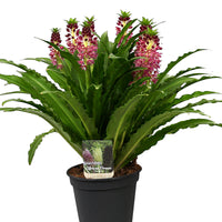 Lys ananas Eucomis 'Aloha Leia'