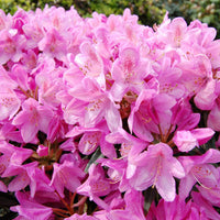 Rhododendron 'Roseum Elegans' rose