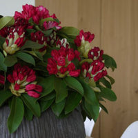 Rhododendron 'Red Jack' rouge