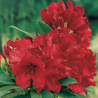 Rhododendron 'Red Jack' rouge sur tige