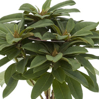 Rhododendron 'Red Jack' rouge sur tige