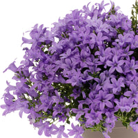 3x Campanule  'Intense Purple' Violet