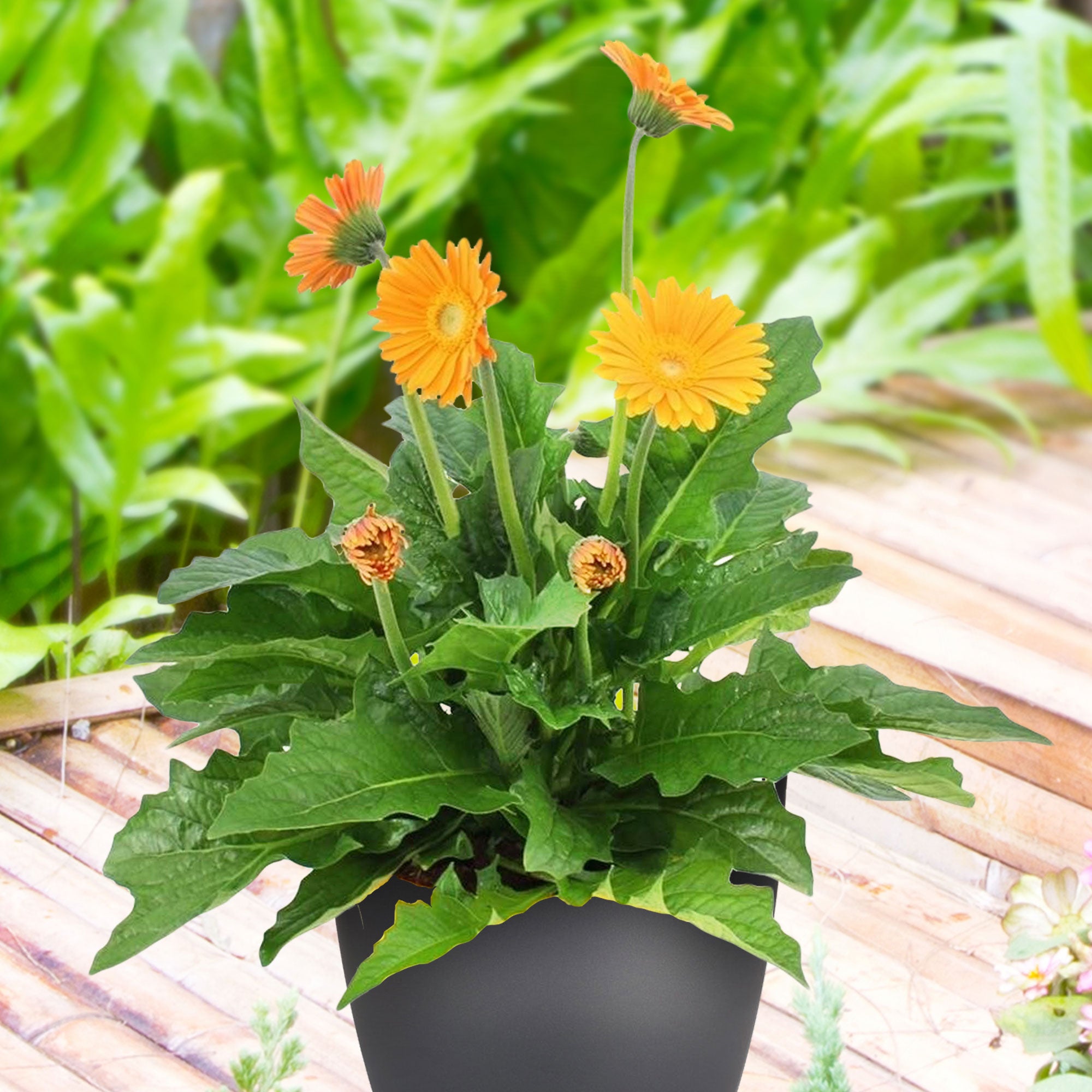Achetez maintenant une plante vivace Gerbéra 'Garvinea' Jaune | Bakker.com