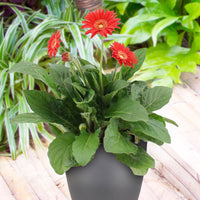 Gerbera 'Garvinea' Orangé-Rouge