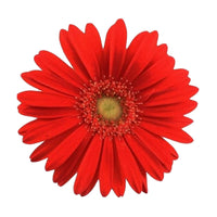 Gerbera 'Garvinea' Orangé-Rouge