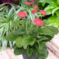 Gerbera 'Garvinea' Rose