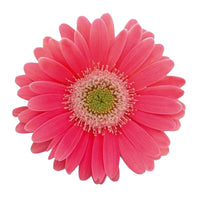 Gerbera 'Garvinea' Rose