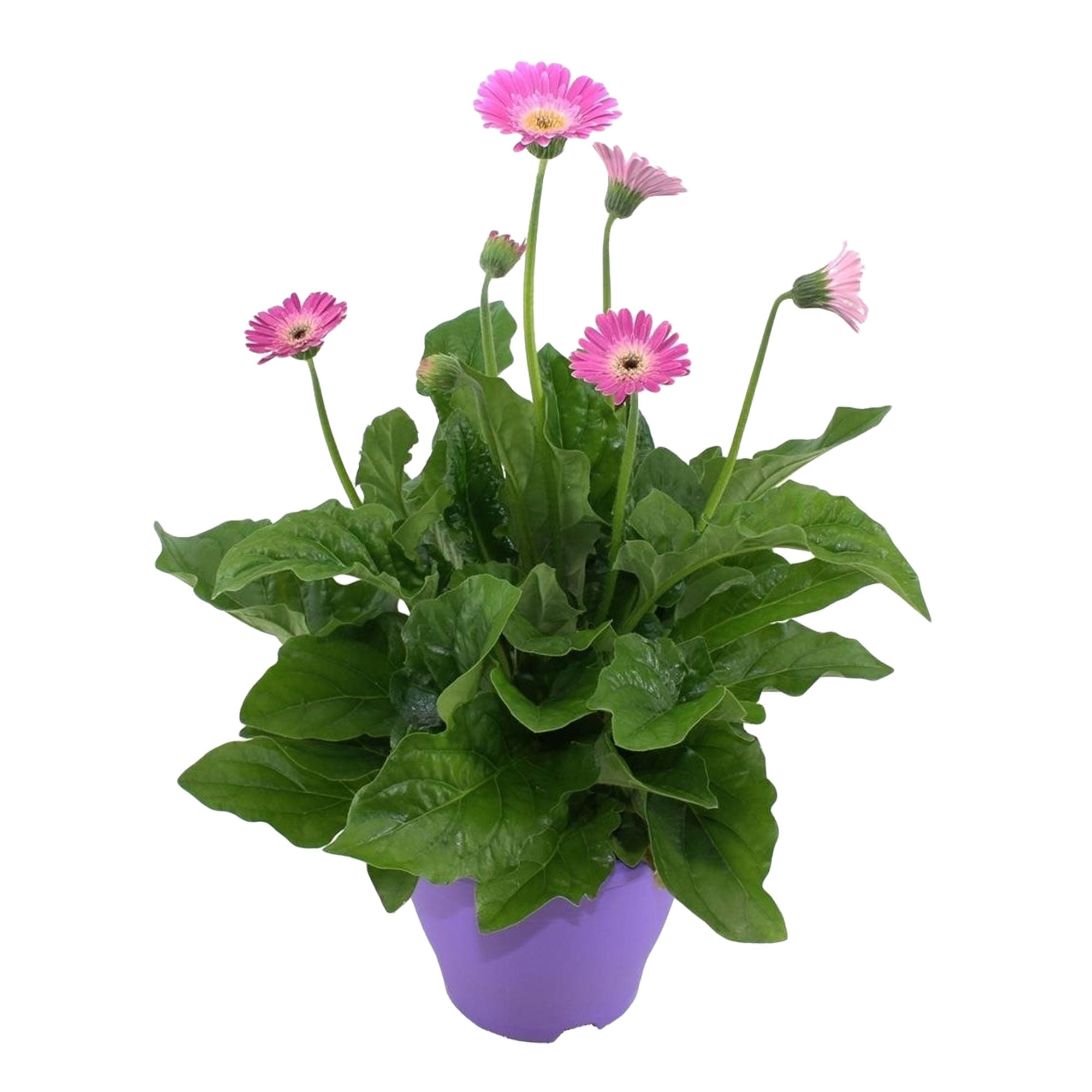 Gerbera Garvinea En Pot - Plante Vivante à Fleurs Roses - Floraison Durable - Pour Intérieur Ou Extérieur Lumineux