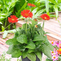Gerbera 'Garvinea' Orangé