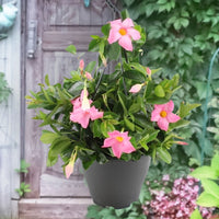 Jasmin du Chili Mandevilla rose pot suspendu inclus