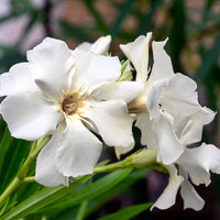 Laurier rose Blanc
