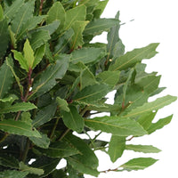 Laurier Laurus nobilis Forme sphérique