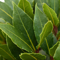 Laurier en arbre Laurus nobilis Forme spiralée
