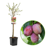 Prunier Prunus domestica 'Opal' Vert-Bleu - Bio
