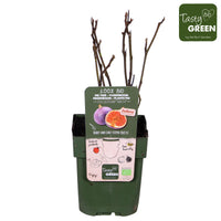Figuier Ficus carica 'Perretta' - vert-marron - Bio