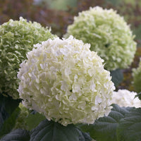 Hortensia Hydrangea 'Strong Annabelle' Blanc