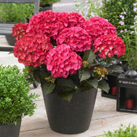 Hortensia paysan Hydrangea 'Red Angel' Rouge