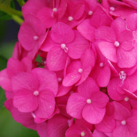 Hortensia paysan Hydrangea 'Bloomstar' Rose