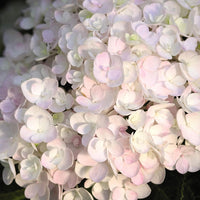 Hortensia paysan Hydrangea 'The Bride' Blanc