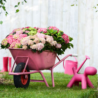 Hortensia paysan Hydrangea macrophylla Rouge