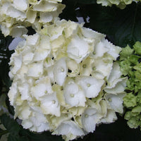Hortensia Hydrangea macrophylla 'White' blanc
