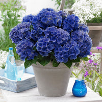 Hortensia paysan Hydrangea 'Blue Boogie Woogie'® Bleu