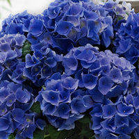 Hortensia paysan Hydrangea 'Blue Boogie Woogie'® Bleu