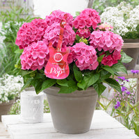 Hortensia paysan Hydrangea 'Pink Pop' Rose