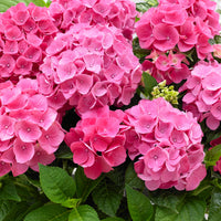 Hortensia paysan Hydrangea 'Pink Pop' Rose