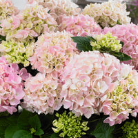 Hortensia Hydrangea 'Soft Pink Salsa' rose