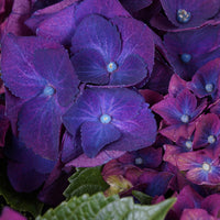 Hortensia paysan 'Three Sisters Purple' Violet