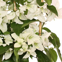 Bougainvillea spectabilis 'Rijnstar White' blanc avec support