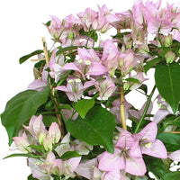 Bougainvillea spectabilis 'Rijnstar Lilac' violet avec support