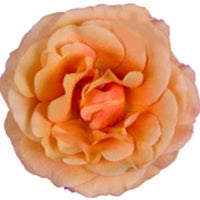 Grande rose d'intérieur Rose d'intérieur Rosa grandiflora Jaune