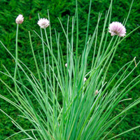 Ciboulette Allium schoenoprasum - Biologique