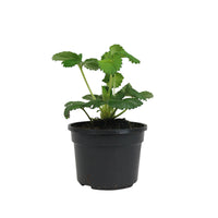 3x Fraise Fragaria 'Toscana'