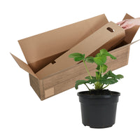 3x Fraise Fragaria 'Toscana'