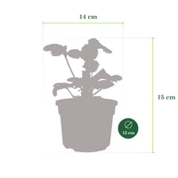 3x Fraise Fragaria 'Toscana'