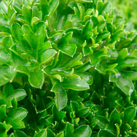 Persil frisé Petroselium crispum - Biologique
