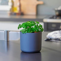 Persil frisé Petroselium crispum - Biologique