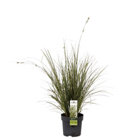 Laîche Carex 'Variegata'