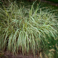 Laîche Carex 'Variegata'