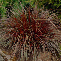 Uncinia 'Rubra' rouge