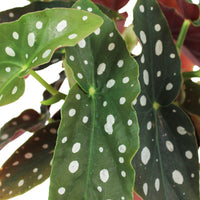 Bégonia à pois Begonia maculata avec pot décoratif