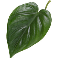 Philodendron scandens avec tige en mousse
