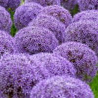 Allium Allium 'Globemaster' violet